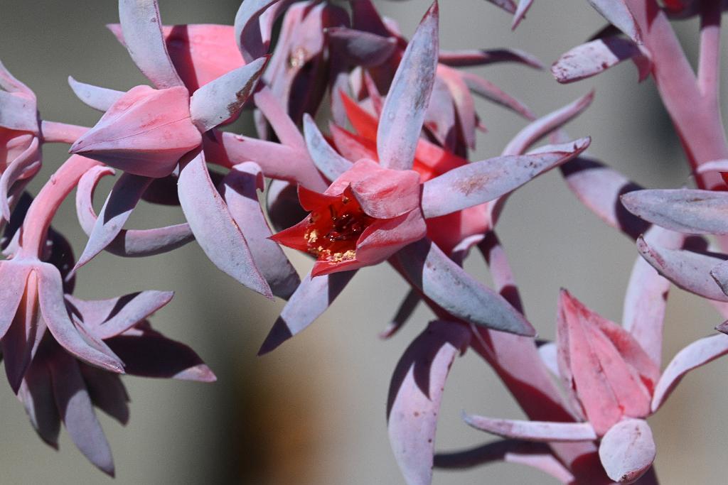 2025-08270167 Tower Hill Botanic Garden, MA.JPG - Echeveria runyonii. New England Botanic Garden at Tower Hill, MA, 8-27-2025